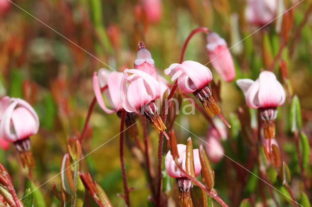 Small Cranberry (Oxycoccus palustris)