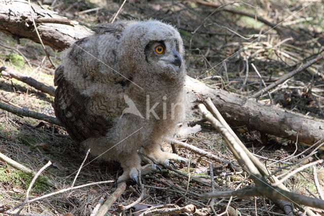 Eurasian Eagle-Owl (Bubo bubo)