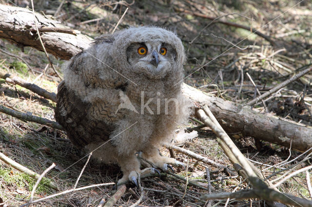 Eurasian Eagle-Owl (Bubo bubo)