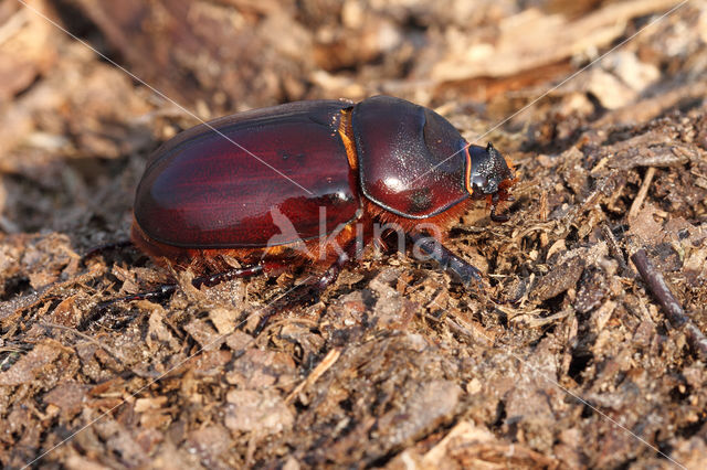 Neushoornkever (Oryctes nasicornis)