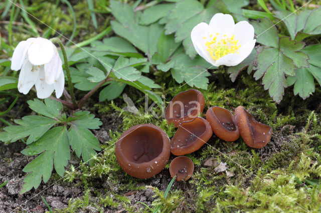 dumontinia tuberosa