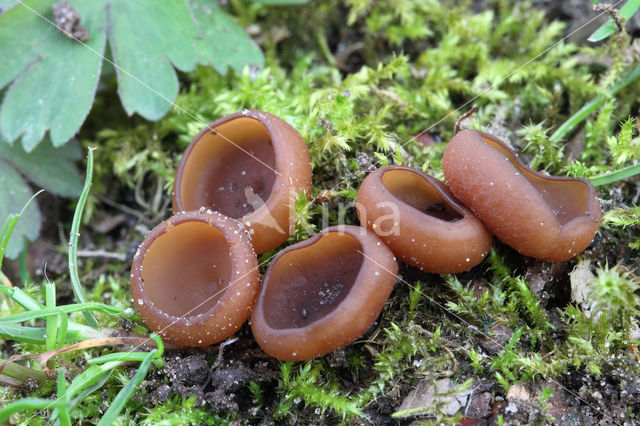 dumontinia tuberosa