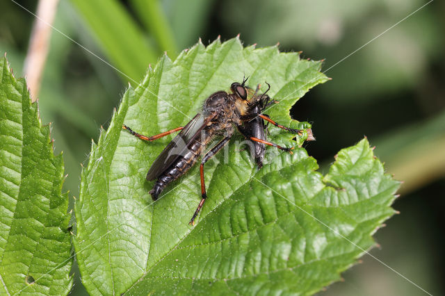 bruinvleugelroofvlieg (pamponerus germanicus)