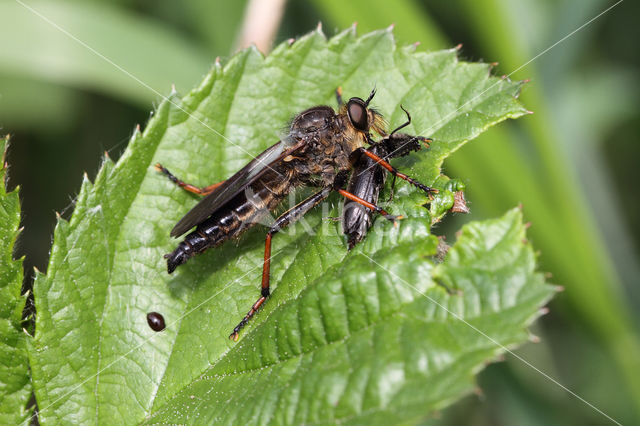 bruinvleugelroofvlieg (pamponerus germanicus)