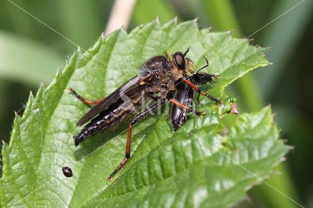 bruinvleugelroofvlieg (pamponerus germanicus)