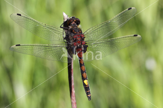 Gevlekte witsnuitlibel (Leucorrhinia pectoralis)