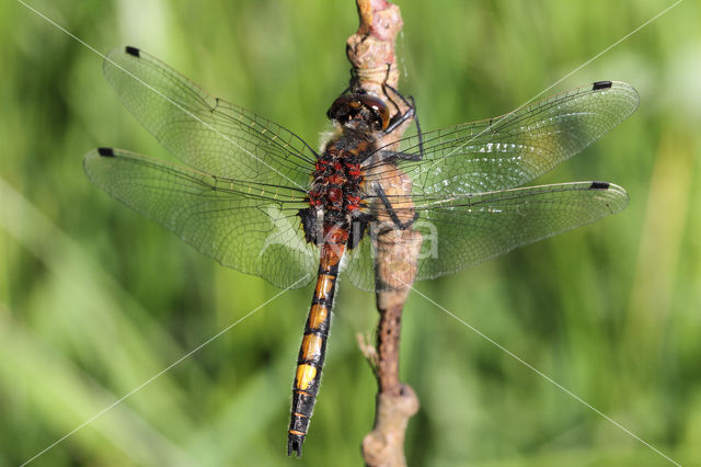 Gevlekte witsnuitlibel (Leucorrhinia pectoralis)