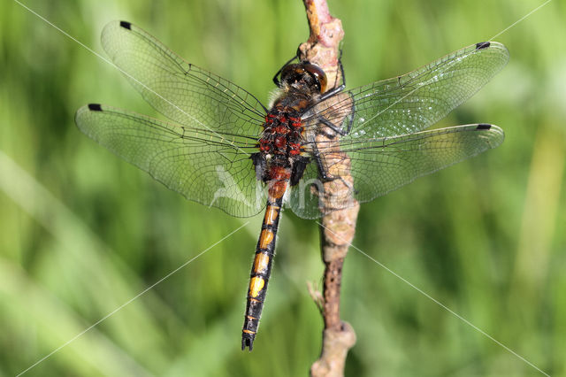 Gevlekte witsnuitlibel (Leucorrhinia pectoralis)