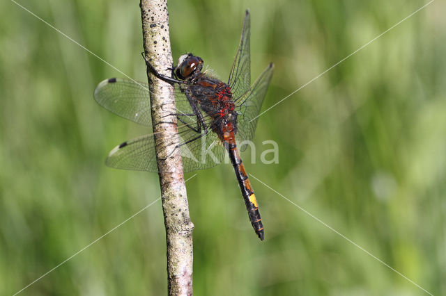 Gevlekte witsnuitlibel (Leucorrhinia pectoralis)