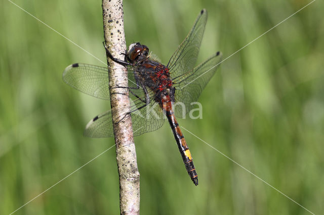 Gevlekte witsnuitlibel (Leucorrhinia pectoralis)