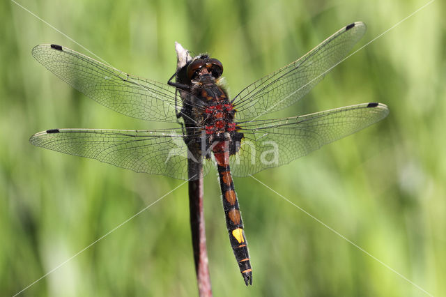 Large White-faced Darter (Leucorrhinia pectoralis)