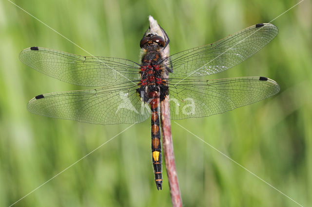 Gevlekte witsnuitlibel (Leucorrhinia pectoralis)