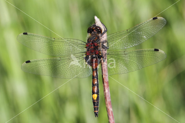 Gevlekte witsnuitlibel (Leucorrhinia pectoralis)