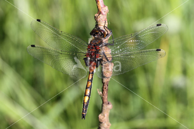 Gevlekte witsnuitlibel (Leucorrhinia pectoralis)