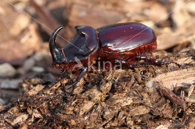 Neushoornkever (Oryctes nasicornis)