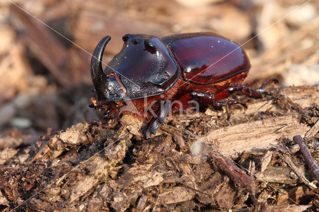 Neushoornkever (Oryctes nasicornis)