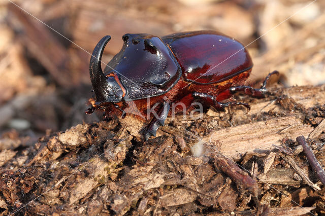 Rhinoceros Beetle (Oryctes nasicornis)