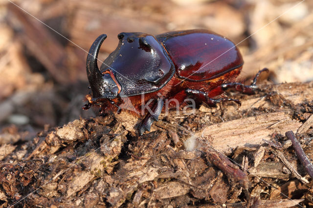 Neushoornkever (Oryctes nasicornis)