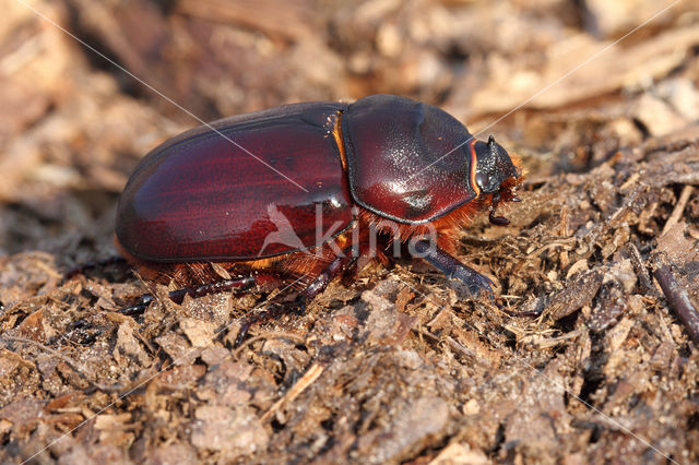 Neushoornkever (Oryctes nasicornis)