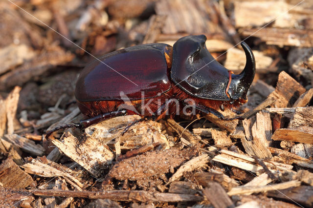 Neushoornkever (Oryctes nasicornis)