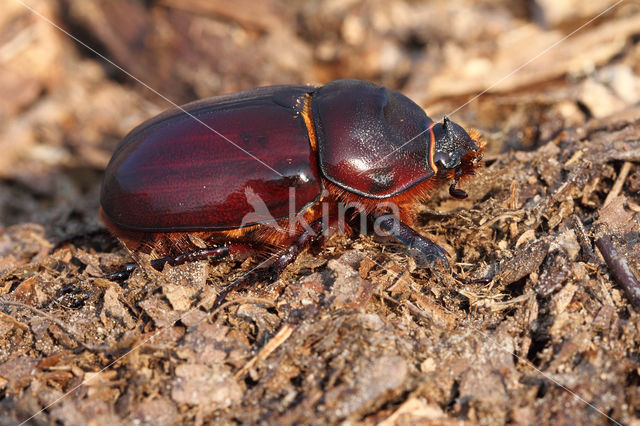 Neushoornkever (Oryctes nasicornis)