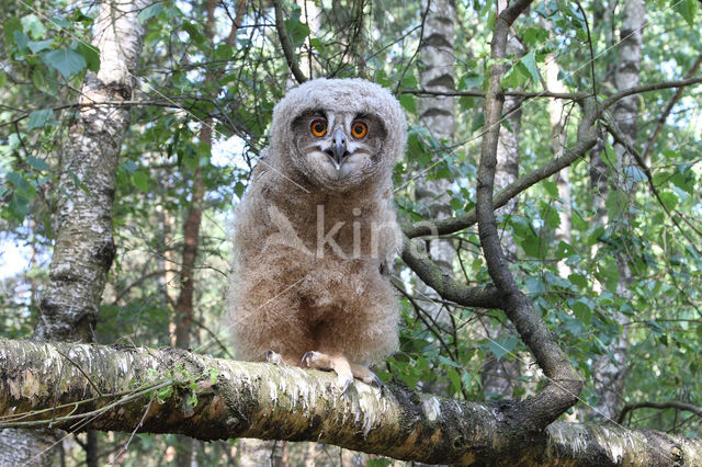 Eurasian Eagle-Owl (Bubo bubo)