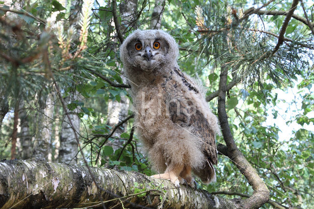 Eurasian Eagle-Owl (Bubo bubo)