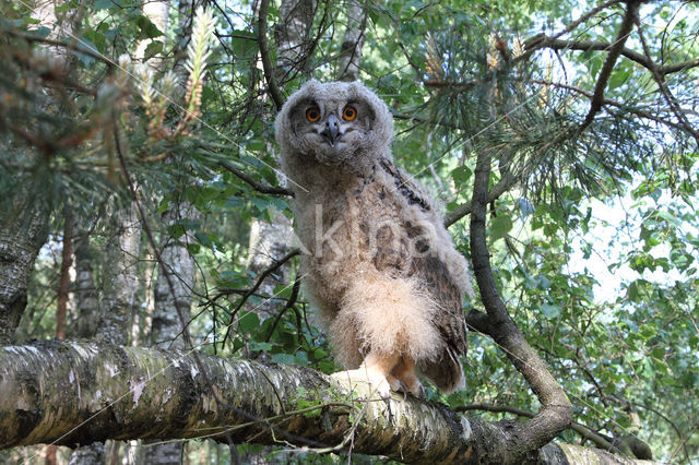 Eurasian Eagle-Owl (Bubo bubo)