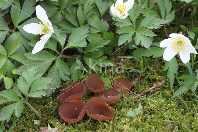 dumontinia tuberosa