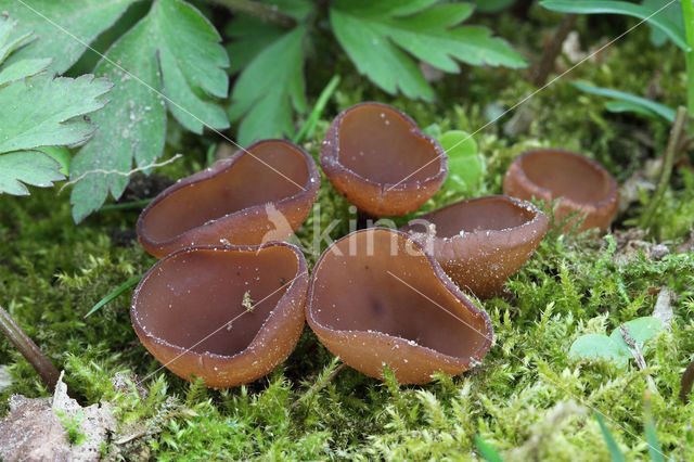 dumontinia tuberosa