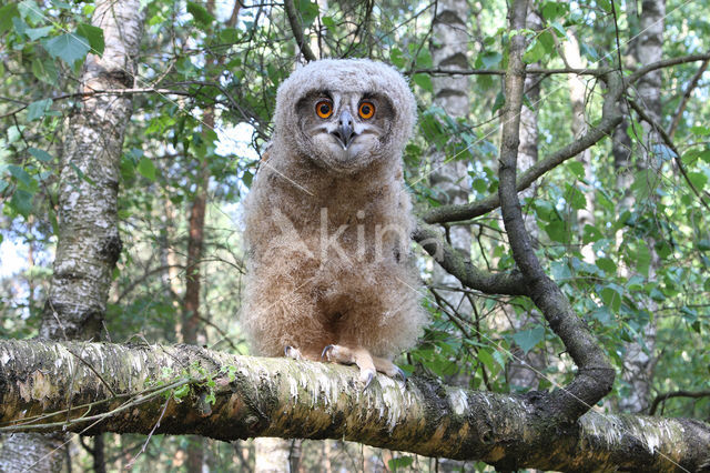 Eurasian Eagle-Owl (Bubo bubo)