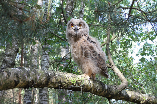 Eurasian Eagle-Owl (Bubo bubo)