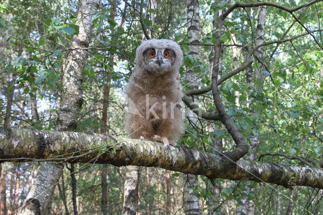 Eurasian Eagle-Owl (Bubo bubo)