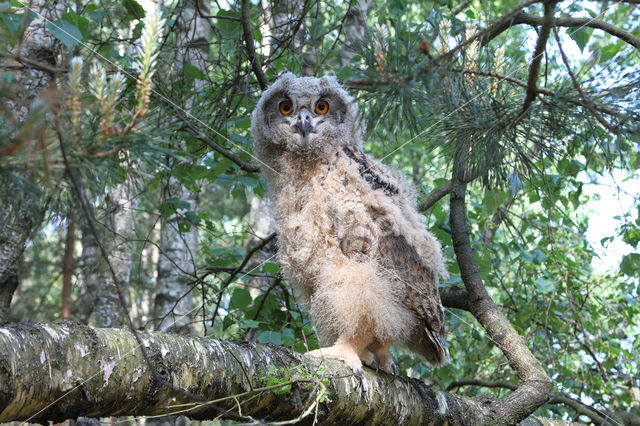 Eurasian Eagle-Owl (Bubo bubo)