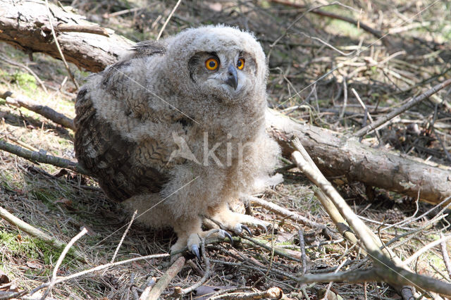 Eurasian Eagle-Owl (Bubo bubo)