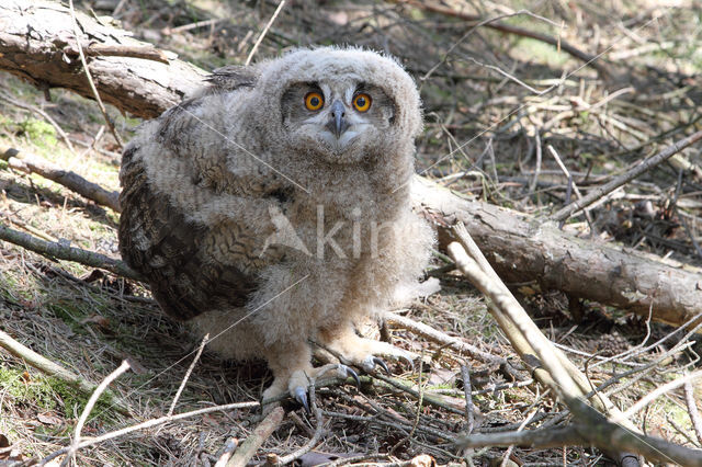 Eurasian Eagle-Owl (Bubo bubo)