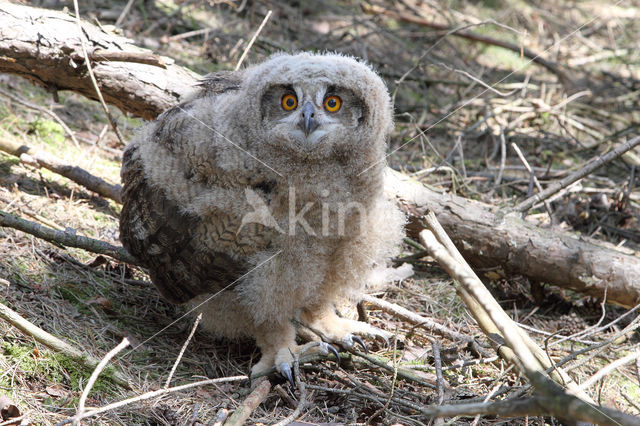 Eurasian Eagle-Owl (Bubo bubo)