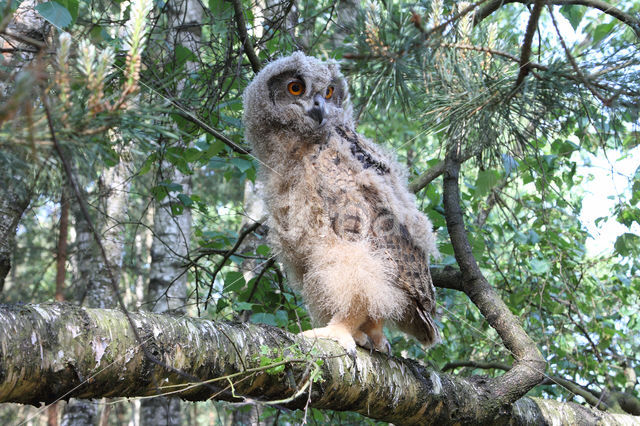 Eurasian Eagle-Owl (Bubo bubo)