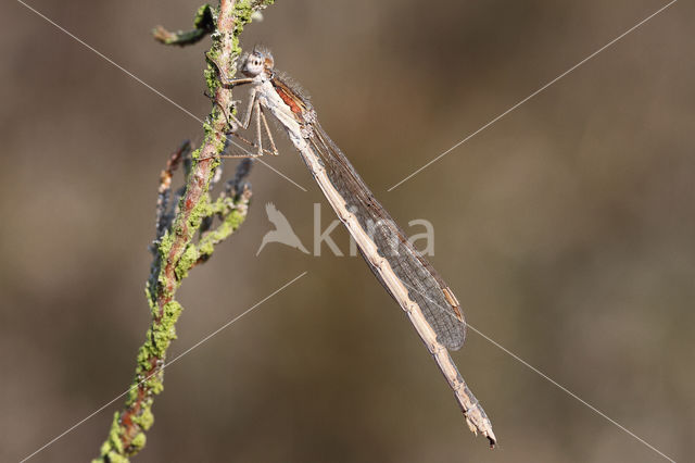 Brown Emerald Damselfly (Sympecma fusca)