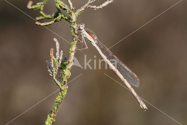 Brown Emerald Damselfly (Sympecma fusca)