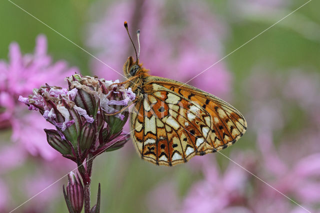 Small Pearl-Bordered Fritillary (Boloria selene)