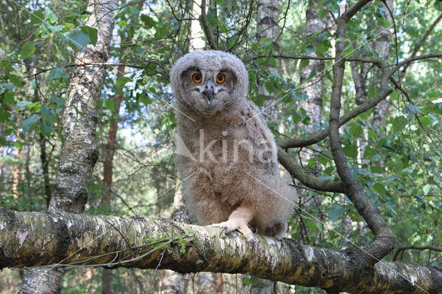 Eurasian Eagle-Owl (Bubo bubo)