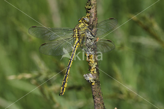 Plasrombout (Gomphus pulchellus)