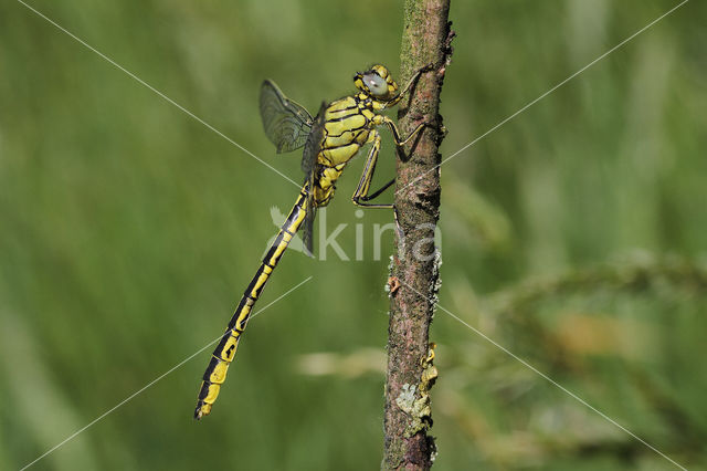 Plasrombout (Gomphus pulchellus)