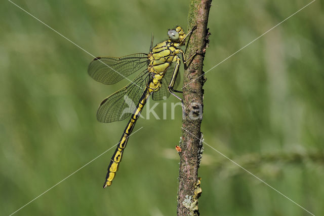 Dragonfly (Gomphus pulchellus)