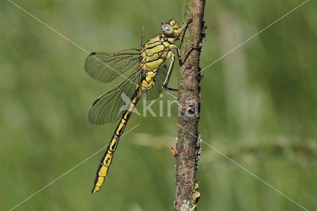 Dragonfly (Gomphus pulchellus)