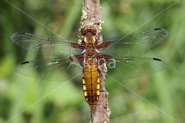 Broad-bodied Chaser (Libellula depressa)