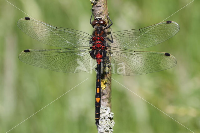 White-faced Darter (Leucorrhinia dubia)