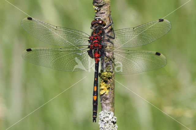 White-faced Darter (Leucorrhinia dubia)