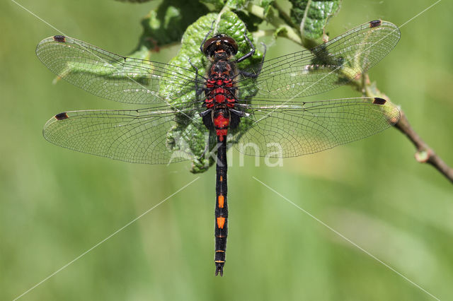 White-faced Darter (Leucorrhinia dubia)